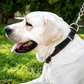 Dog Collar Majestic Leather