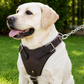 Crazy Horse Brown Belt Style Buckles Leather Dog Harness | Majestic Leather Majestic Leather