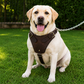 Crazy Horse Brown Belt Style Buckles Leather Dog Harness | Majestic Leather Majestic Leather
