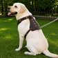 Crazy Horse Brown Belt Style Buckles Leather Dog Harness | Majestic Leather Majestic Leather