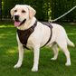 Crazy Horse Brown Belt Style Buckles Leather Dog Harness | Majestic Leather Majestic Leather