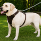 Crazy Horse Brown Belt Style Buckles Leather Dog Harness | Majestic Leather Majestic Leather