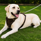 Crazy Horse Brown Belt Style Buckles Leather Dog Harness | Majestic Leather Majestic Leather