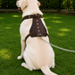 Crazy Horse Brown Belt Style Buckles Leather Dog Harness | Majestic Leather Majestic Leather